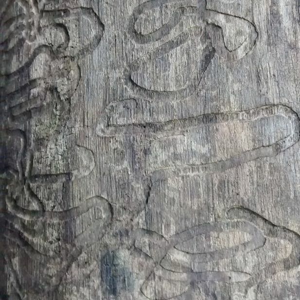 ant trails in a log